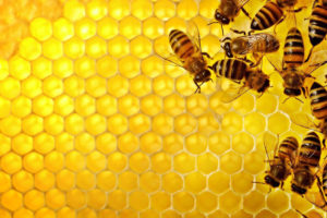 Cera d'api: un immenso grazie alle piccole operaie!
